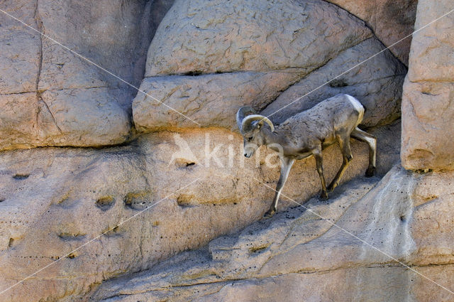 Desert Bighorn Sheep (Ovis canadensis nelsoni)
