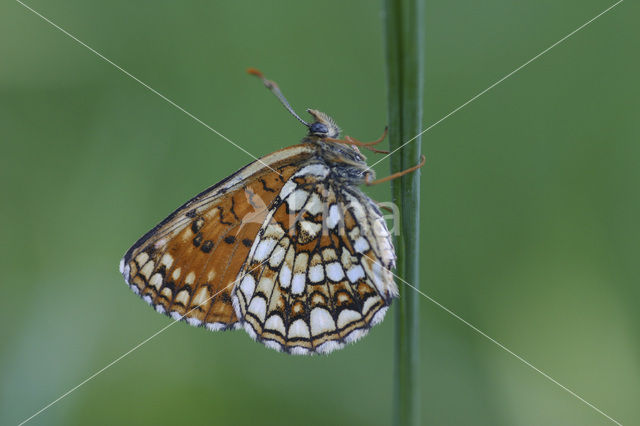 Woudparelmoervlinder (Melitaea diamina)