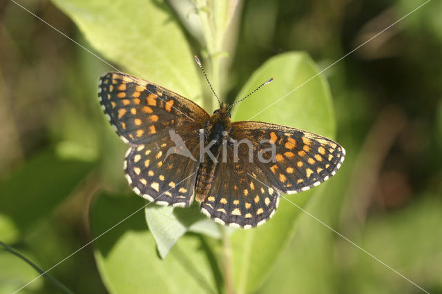 False Heath Fritillary (Melitaea diamina)