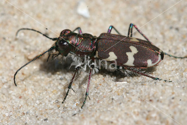 Zandloopkever (Cicindela spec.)