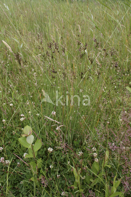 Zeegroene rus (Juncus inflexus)