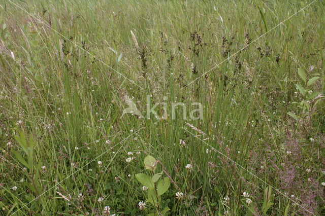 Hard Rush (Juncus inflexus)