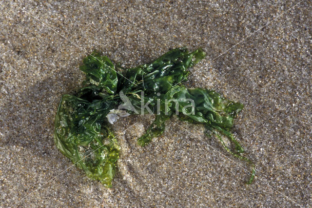 Sea lettuce (Ulva lactuca)