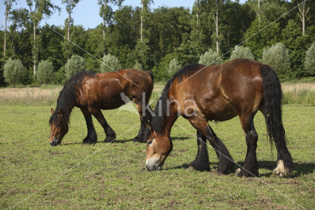 Zeeuws paard (Equus spp)