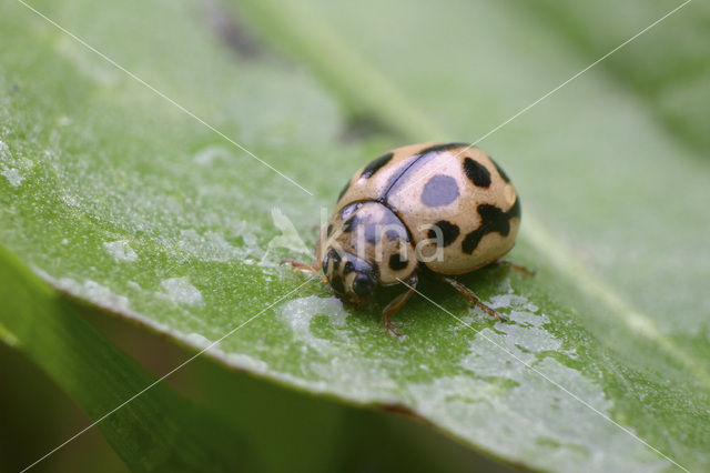 16 spot Ladybird