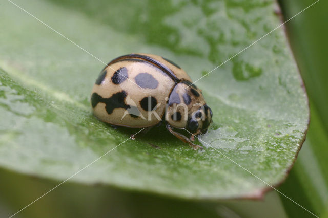 16 spot Ladybird