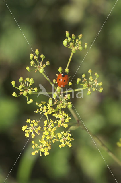 7 spot Ladybird