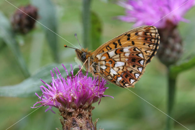 Small Pearl-Bordered Fritillary (Boloria selene)