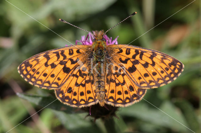 Small Pearl-Bordered Fritillary (Boloria selene)