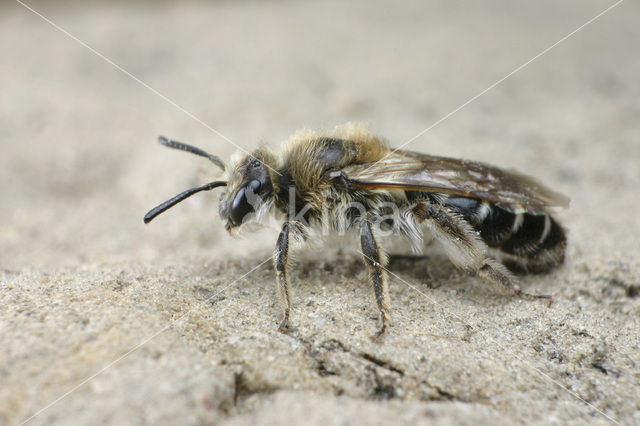 mining bee (Andrena argentata)