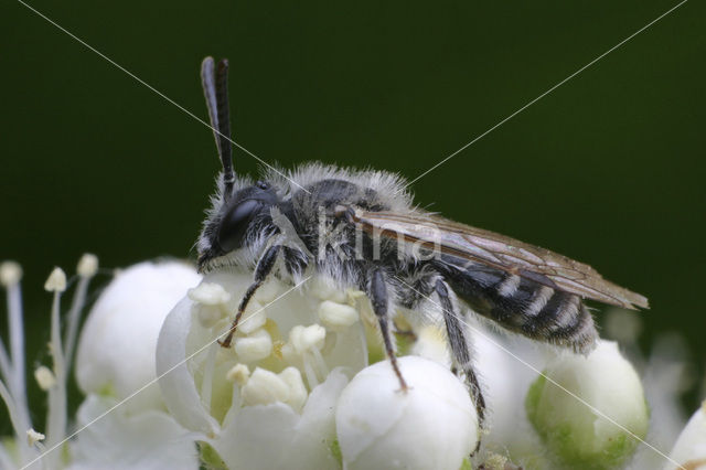 mining bee (Andrena argentata)