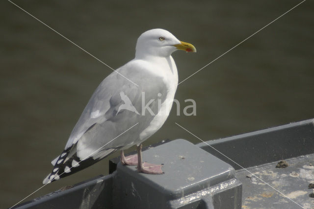 Herring Gull (Larus argentatus)
