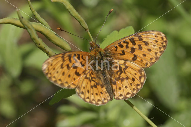 Zilvervlek parelmoervlinder (Boloria euphrosyne)