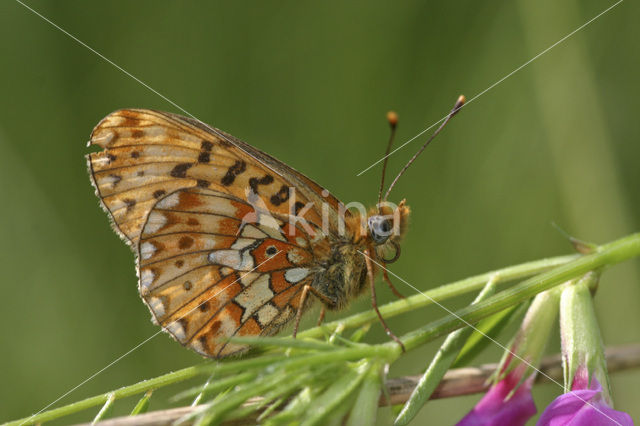 Zilvervlek parelmoervlinder (Boloria euphrosyne)