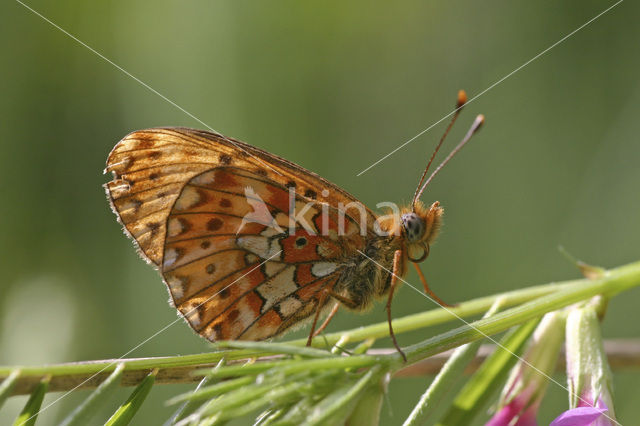 Zilvervlek parelmoervlinder (Boloria euphrosyne)