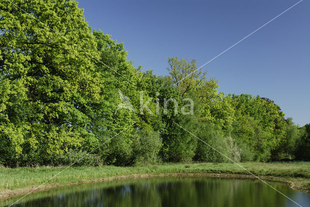 Common Oak