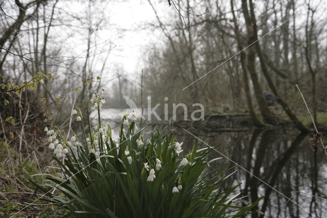 Zomerklokje (Leucojum aestivum)