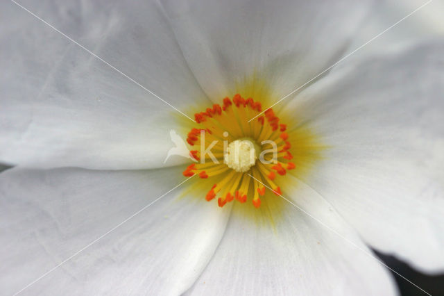 Zonneroosje (Cistus spec.)