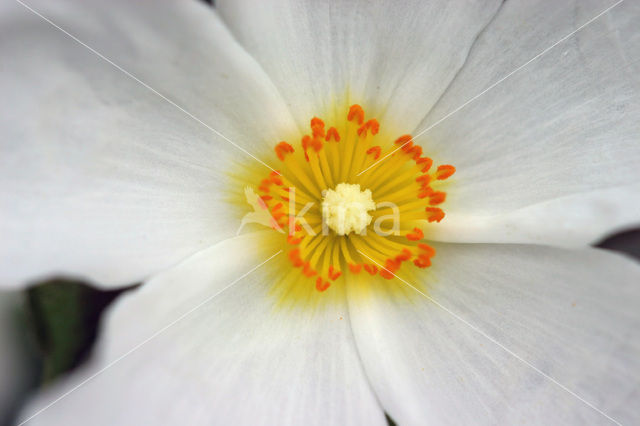 Rockrose (Cistus spec.)