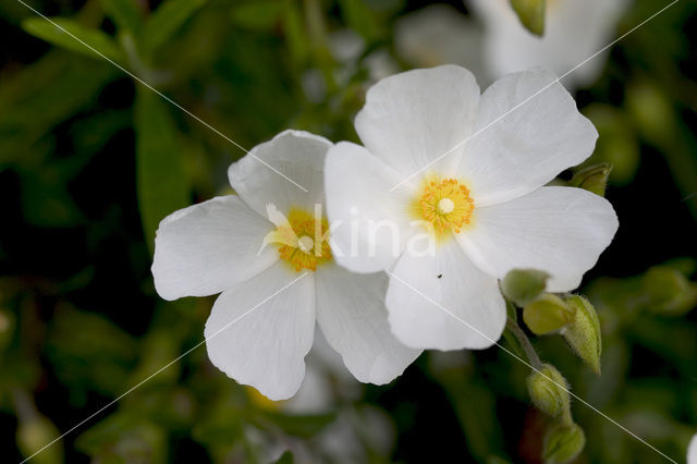 Rockrose (Cistus spec.)