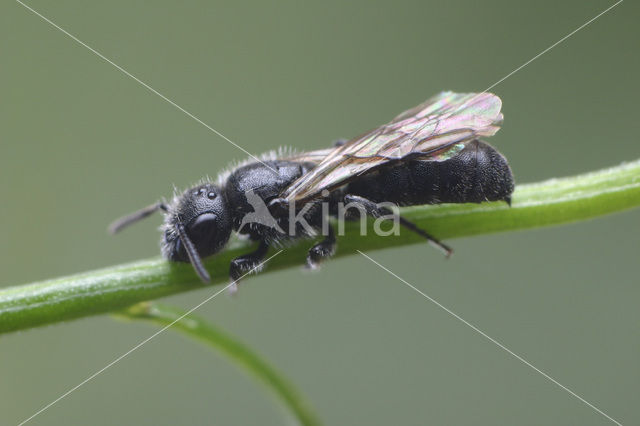 Zuidelijke klokjesbij (Chelostoma distinctum)