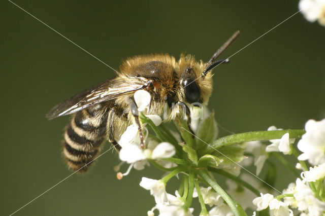 Zuidelijke zijdebij (Colletes similis)