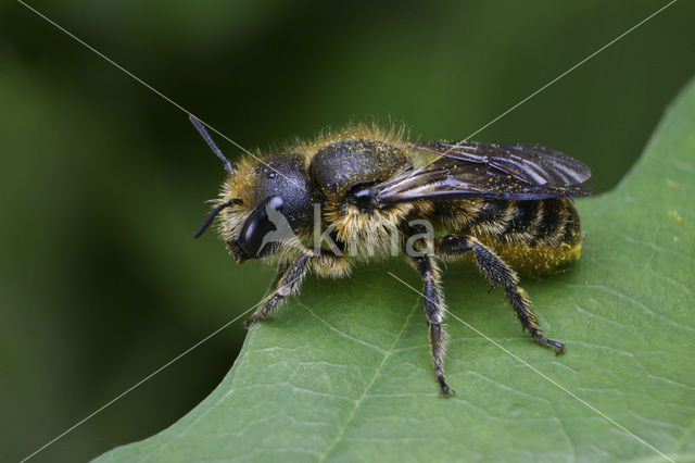 Zwartbronzen houtmetselbij (Osmia niveata)