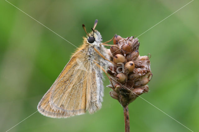 european skipper (Thymelicus lineola)