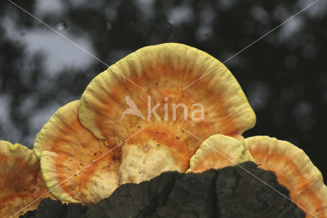 Zwavelzwam (Laetiporus sulphureus)