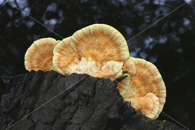 Zwavelzwam (Laetiporus sulphureus)