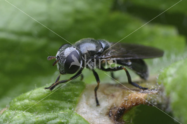 Fly (Neocnemodon sp.)