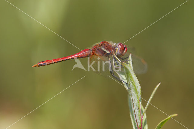 Zwervende heidelibel (Sympetrum fonscolombii)