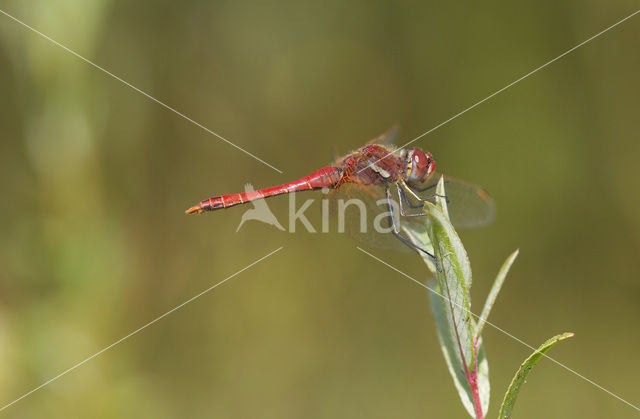 Red-veined Darter (Sympetrum fonscolombii)