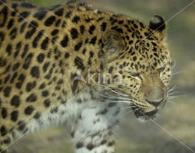 Amur Leopard (Panthera pardus orientalis)