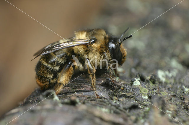 Fork-tailed Flower Bee (Anthophora furcata)