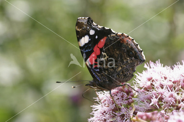 Atalanta (Vanessa atalanta)