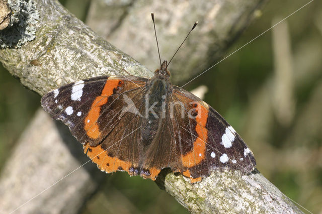 Red Admiral (Vanessa atalanta)