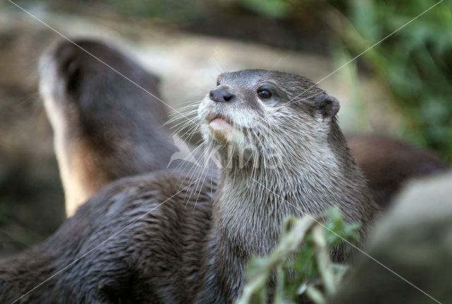 Asian small-clawed otter (Aonyx cinerea)