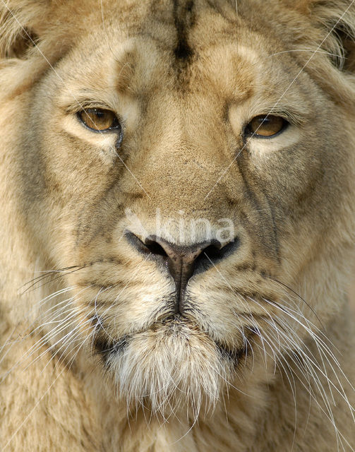 Asiatic Lion (Panthera leo persica)