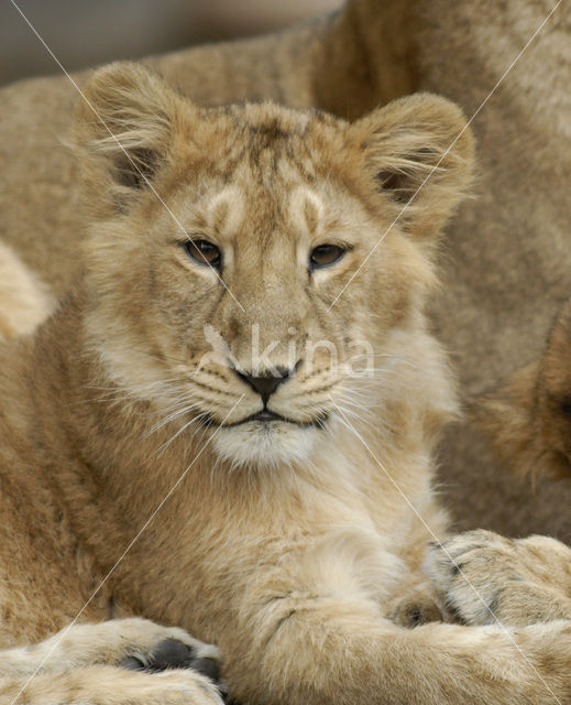 Aziatische leeuw (Panthera leo persica)