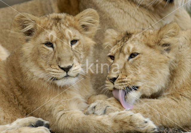 Aziatische leeuw (Panthera leo persica)