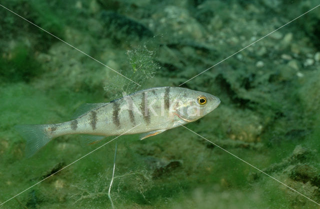 Baars (Perca fluviatilis)