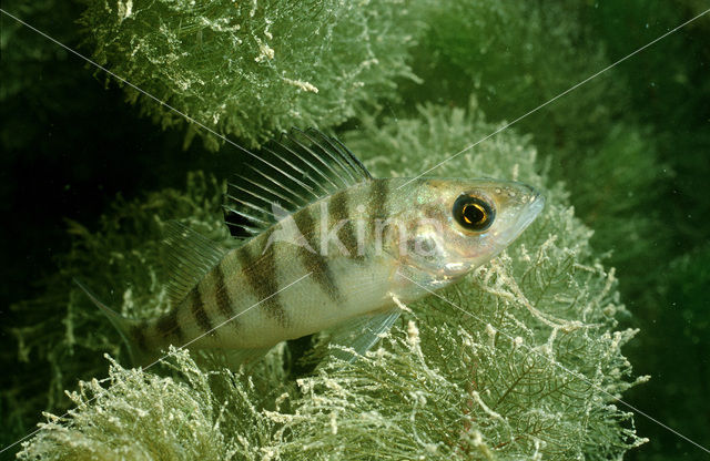 Baars (Perca fluviatilis)