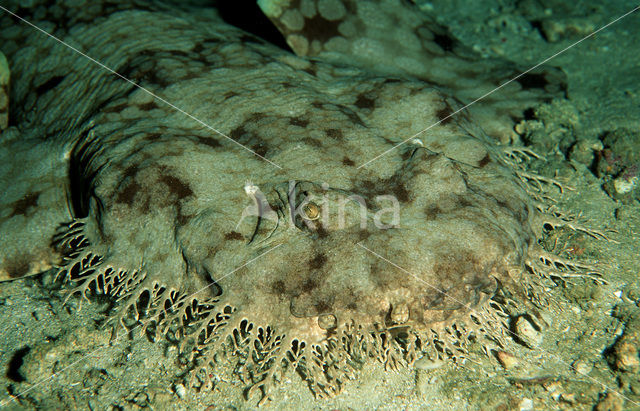 Tasselled Wobbegong (Eucrossorhinus dasypogon)