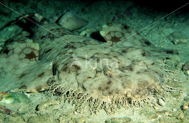 Tasselled Wobbegong (Eucrossorhinus dasypogon)