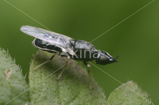 fen snout (Nemotelus pantherinus)