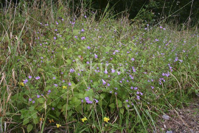 Wood Calamint (Clinopodium menthifolium)