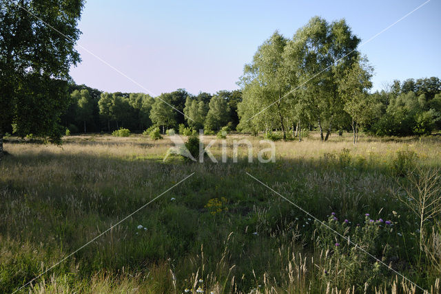 Birch (Betula)