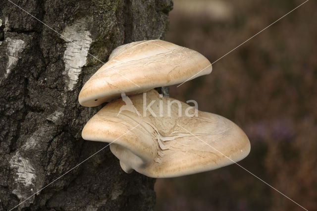Birch polypore (Piptoporus betulinus)