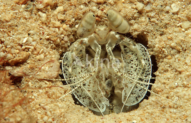 Bidsprinkhaankreeft (Lysiosquilla maculata)